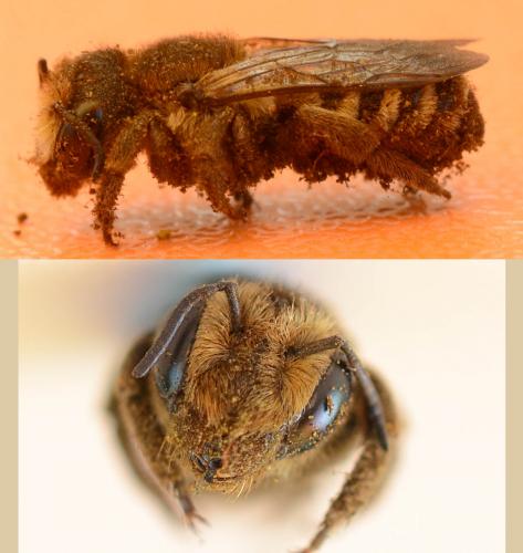Réf. 208 638 : Megachile albisecta